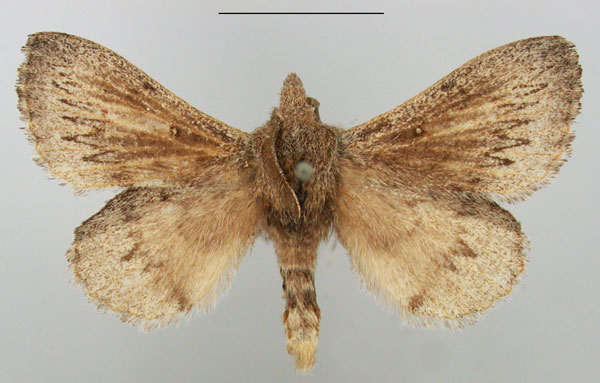 /filer/webapps/moths/media/images/C/cuneata_Rhinobombyx_AM_TMSA_01.jpg