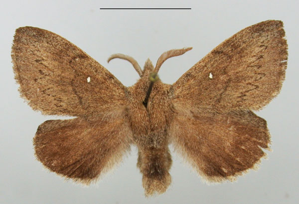 /filer/webapps/moths/media/images/C/cuneata_Rhinobombyx_AM_TMSA_02.jpg