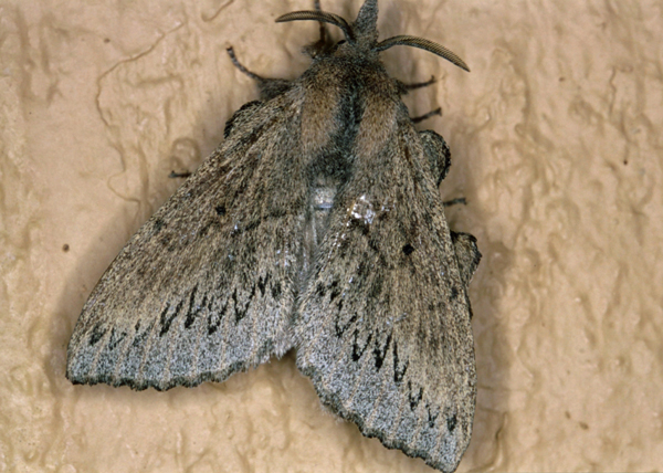 /filer/webapps/moths/media/images/C/cuneata_Rhinobombyx_A_Roland_19.jpg