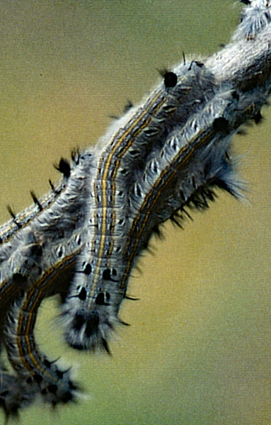 /filer/webapps/moths/media/images/C/cuneata_Rhinobombyx_C_Roland_01.jpg