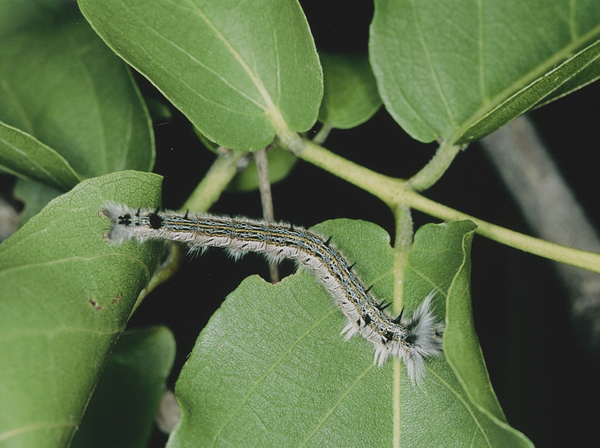 /filer/webapps/moths/media/images/C/cuneata_Rhinobombyx_C_Roland_03.jpg