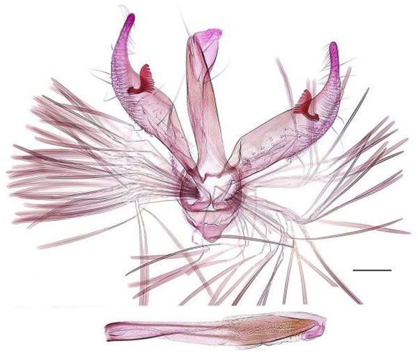 /filer/webapps/moths/media/images/C/cuneata_Spulerina_GMHT_RBINS.jpg