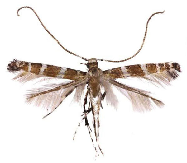 /filer/webapps/moths/media/images/C/cuneata_Spulerina_HT_RBINS.jpg