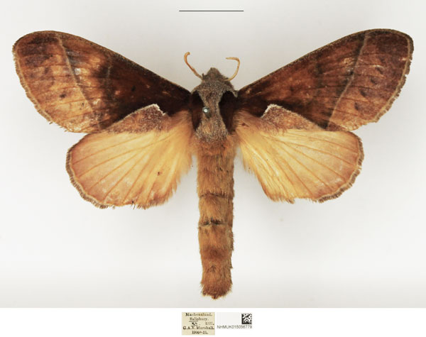 /filer/webapps/moths/media/images/C/cuneata_Stoermeriana_AF_NHMUK.jpg