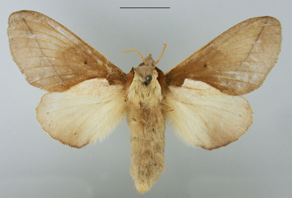 /filer/webapps/moths/media/images/C/cuneata_Stoermeriana_AF_TMSA.jpg