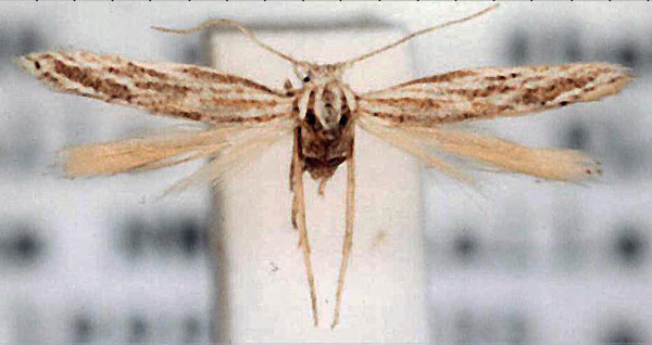 /filer/webapps/moths/media/images/C/cuneatella_Scythris_HT_ZMUC.jpg