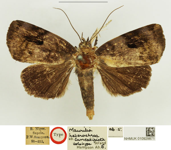 /filer/webapps/moths/media/images/C/cuneatipicta_Maurilia_HT_NHMUK.jpg