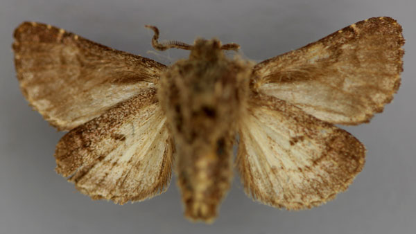 /filer/webapps/moths/media/images/C/cuneifera_Rhodochlaena_AM_RMCAb.jpg
