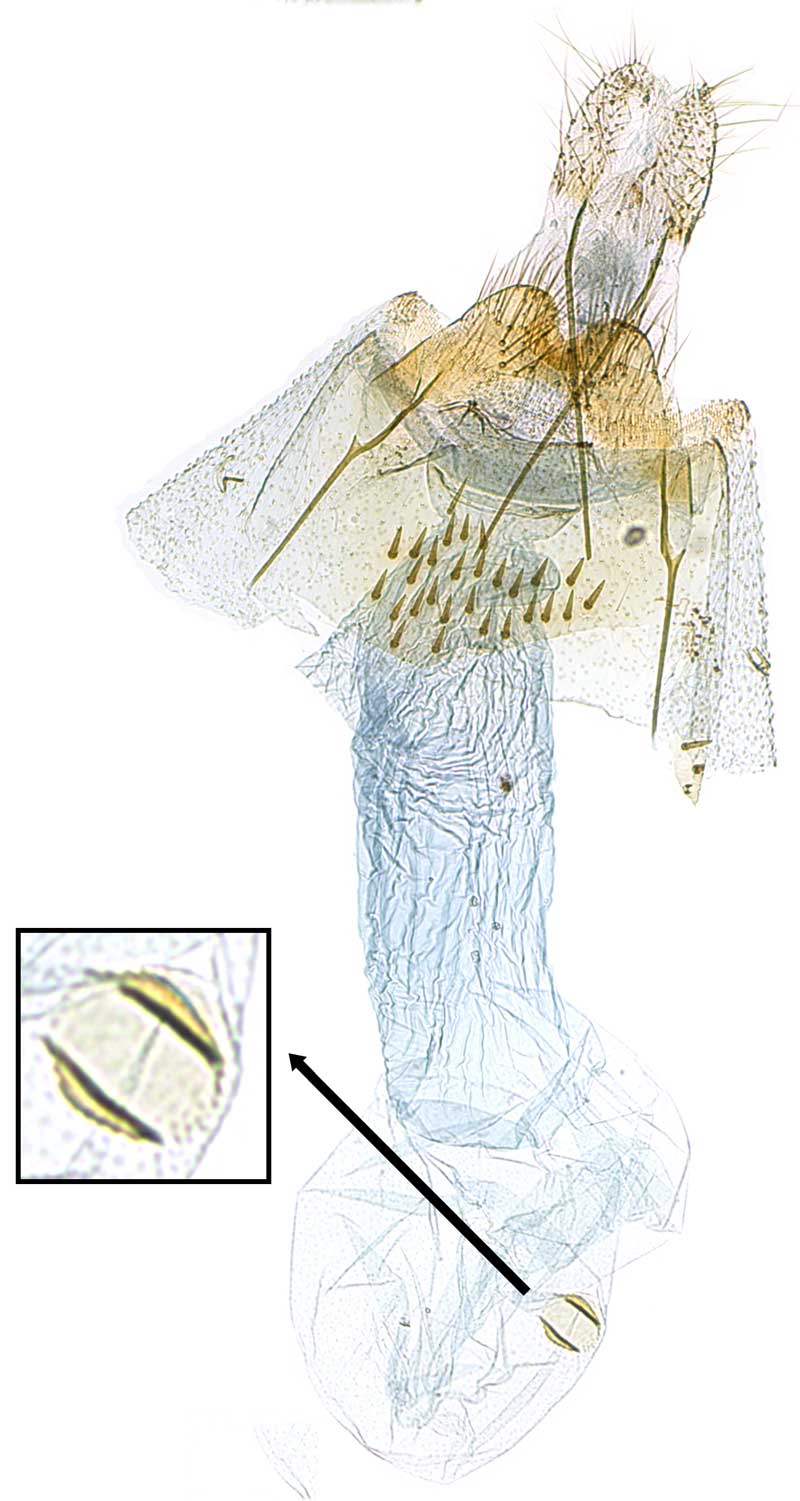 /filer/webapps/moths/media/images/C/cuneiformis_Thubdora_GFHT_SDEI.jpg