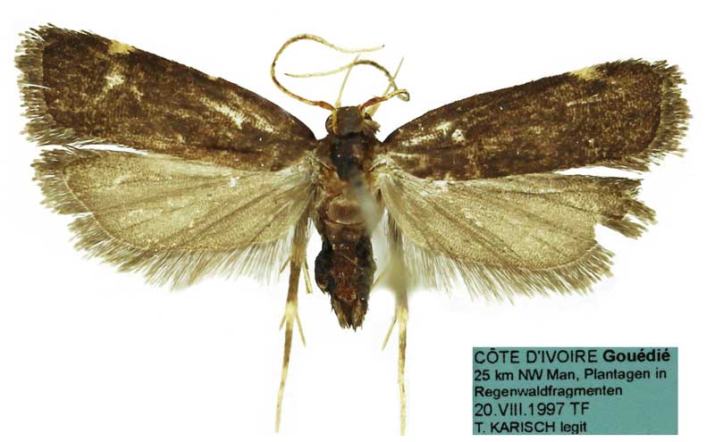 /filer/webapps/moths/media/images/C/cuneiformis_Thubdora_HT_SDEI.jpg