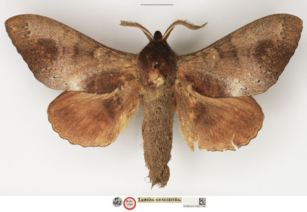 /filer/webapps/moths/media/images/C/cuneilinea_Lebeda_HT_NHMUK.jpg
