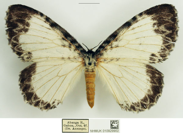 /filer/webapps/moths/media/images/C/cunina_Euchera_AF_NHMUK.jpg