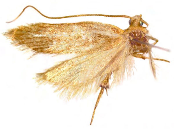 /filer/webapps/moths/media/images/C/cupaformis_Eridachtha_HT_NIBR.jpg