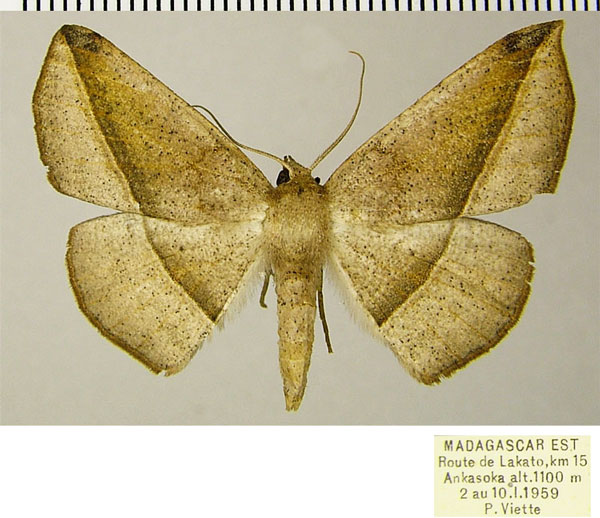 /filer/webapps/moths/media/images/C/cuprea_Psilocerea_AF_ZSM.jpg