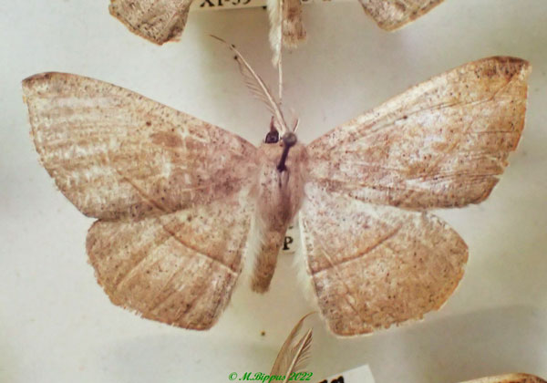 /filer/webapps/moths/media/images/C/cuprea_Psilocerea_AM_PZBT.jpg