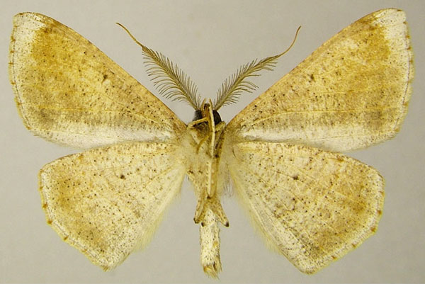 /filer/webapps/moths/media/images/C/cuprea_Psilocerea_AM_ZSMb.jpg