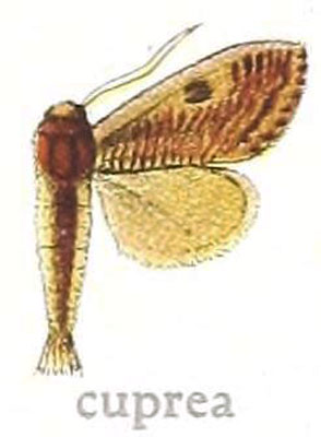 /filer/webapps/moths/media/images/C/cuprea_Salagena_HT_MfN.jpg