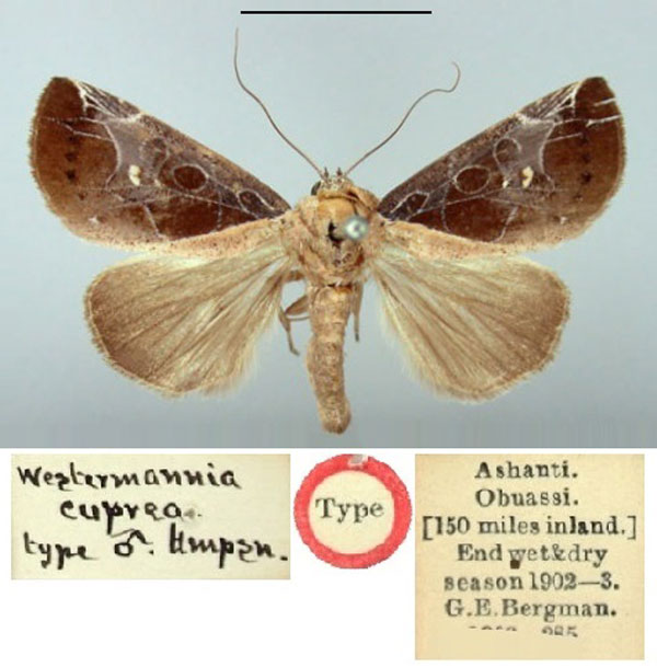 /filer/webapps/moths/media/images/C/cuprea_Westermannia_HT_BMNH.jpg