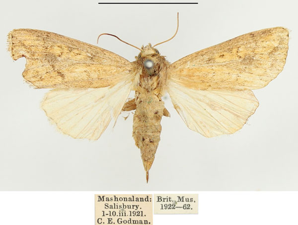 /filer/webapps/moths/media/images/C/cupreata_Leucania_AF_BMNH.jpg
