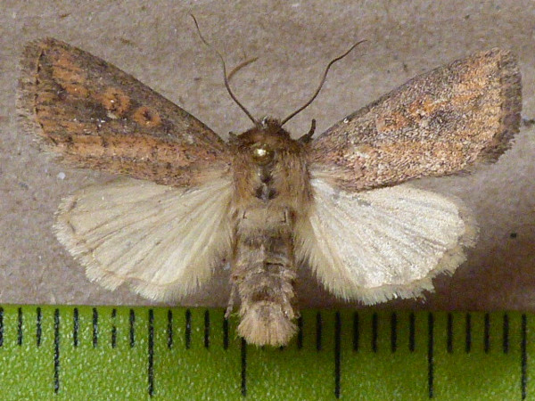/filer/webapps/moths/media/images/C/cupreata_Leucania_A_Butler.JPG