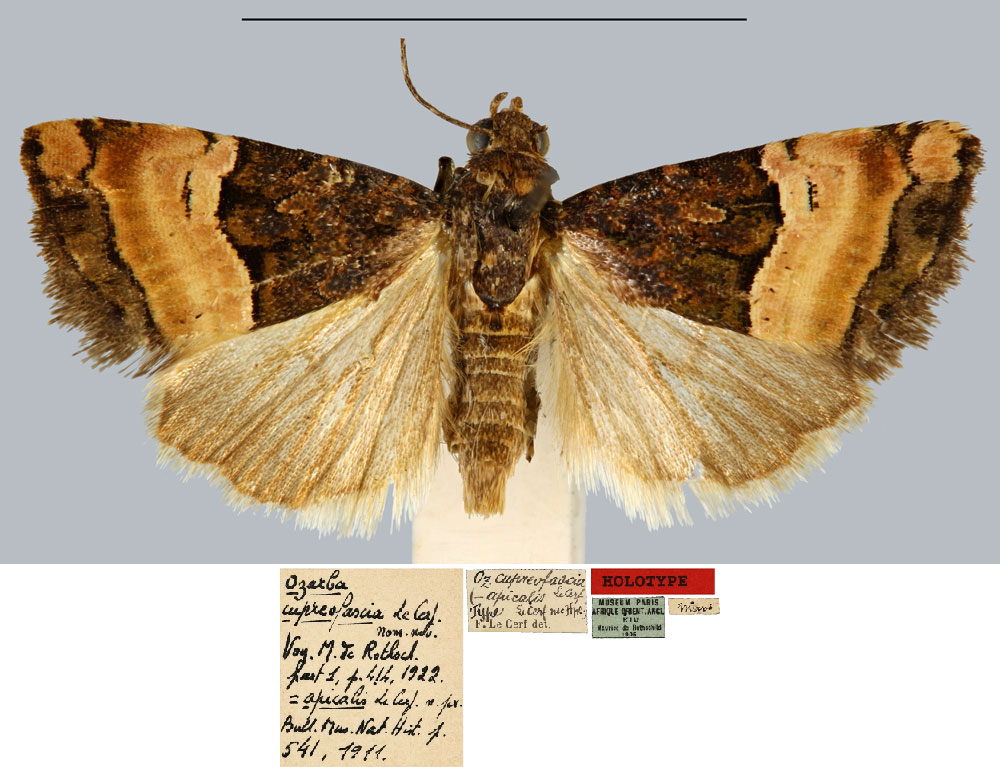 /filer/webapps/moths/media/images/C/cupreofascia_Ozarba_HT_MNHN.jpg