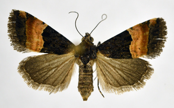 /filer/webapps/moths/media/images/C/cupreofascia_Pseudozarba_AF_NHMO.jpg