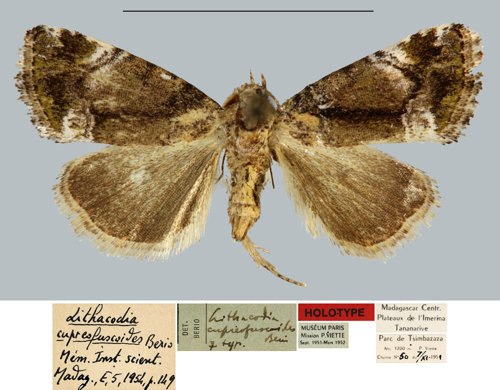 /filer/webapps/moths/media/images/C/cupreofuscoides_Lithacodia_HT_MNHN.jpg