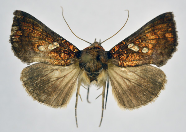 /filer/webapps/moths/media/images/C/cupreomicans_Thysanoplusia_AF_NHMO.jpg