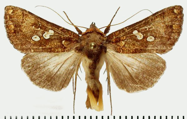 /filer/webapps/moths/media/images/C/cupreomicans_Thysanoplusia_AM_Behounek.jpg
