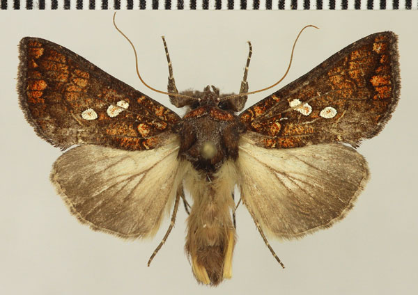 /filer/webapps/moths/media/images/C/cupreomicans_Thysanoplusia_AM_Stadie.jpg