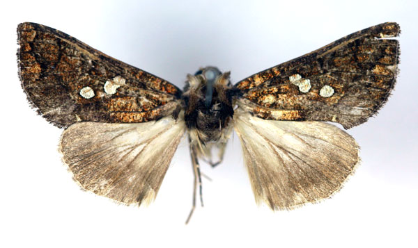 /filer/webapps/moths/media/images/C/cupreomicans_Thysanoplusia_A_RMCA.jpg