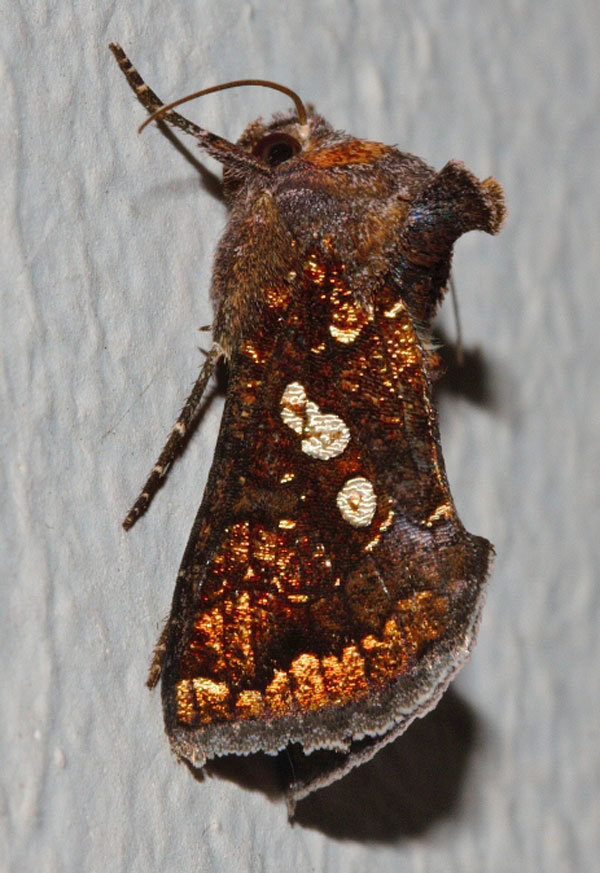 /filer/webapps/moths/media/images/C/cupreomicans_Thysanoplusia_A_Riddella.jpg