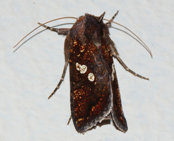 /filer/webapps/moths/media/images/C/cupreomicans_Thysanoplusia_A_Riddellb.jpg