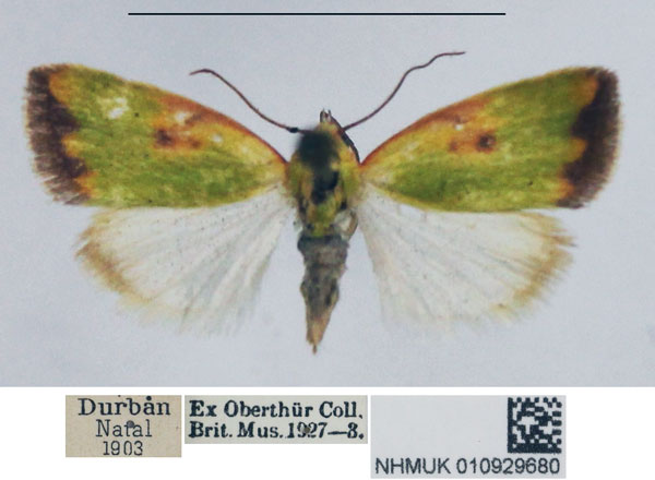/filer/webapps/moths/media/images/C/cupreoviridis_Earias_AF_NHMUK.jpg