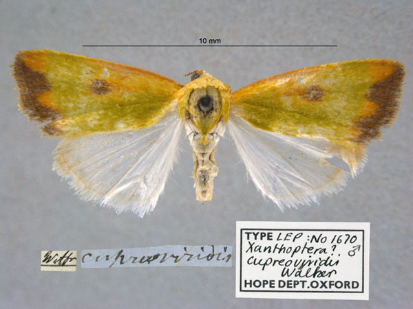 /filer/webapps/moths/media/images/C/cupreoviridis_Xanthoptera_HT_OUMNH_01.jpg