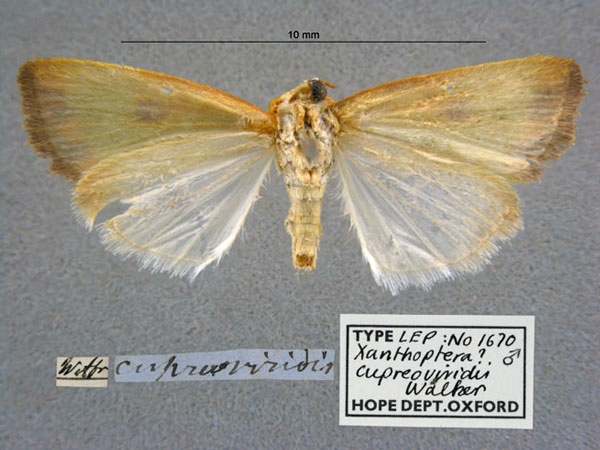 /filer/webapps/moths/media/images/C/cupreoviridis_Xanthoptera_HT_OUMNH_02.jpg
