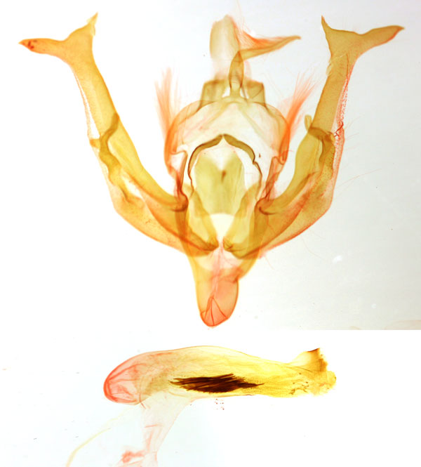 /filer/webapps/moths/media/images/C/cuprescens_Polia_GMST_BMNH_2092.jpg