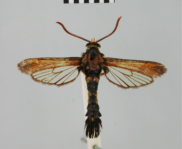 /filer/webapps/moths/media/images/C/cuprescens_Rubukona_HT_BMNH.jpg