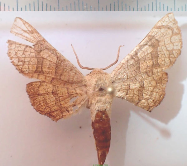 /filer/webapps/moths/media/images/C/cupreus_Chrysotypus_AF_Bippus_01.jpg