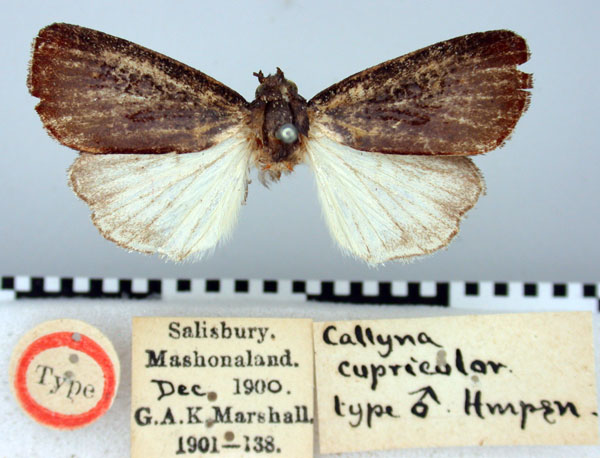 /filer/webapps/moths/media/images/C/cupricolor_Callyna_HT_BMNH.jpg