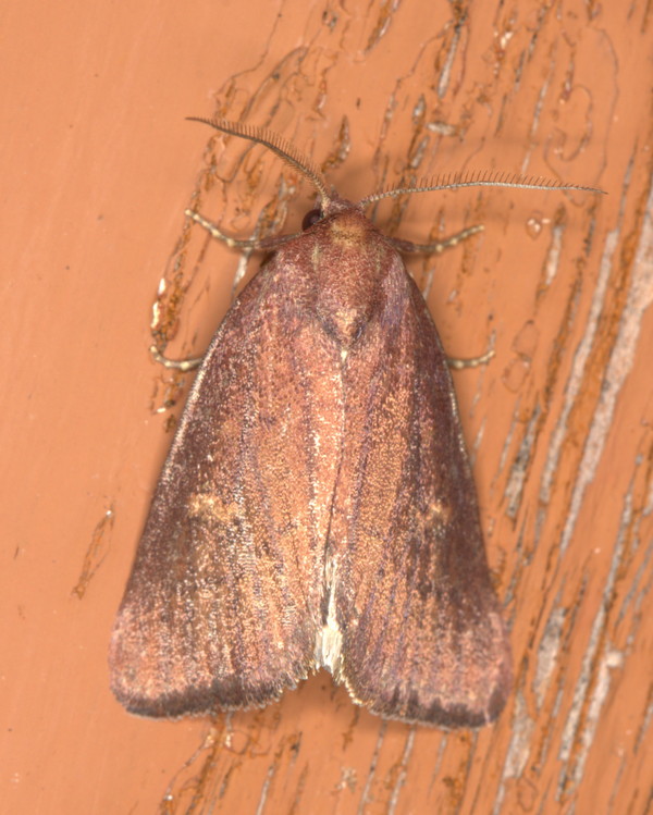 /filer/webapps/moths/media/images/C/cupricolor_Ethiopica_A_Heyns_02.jpg