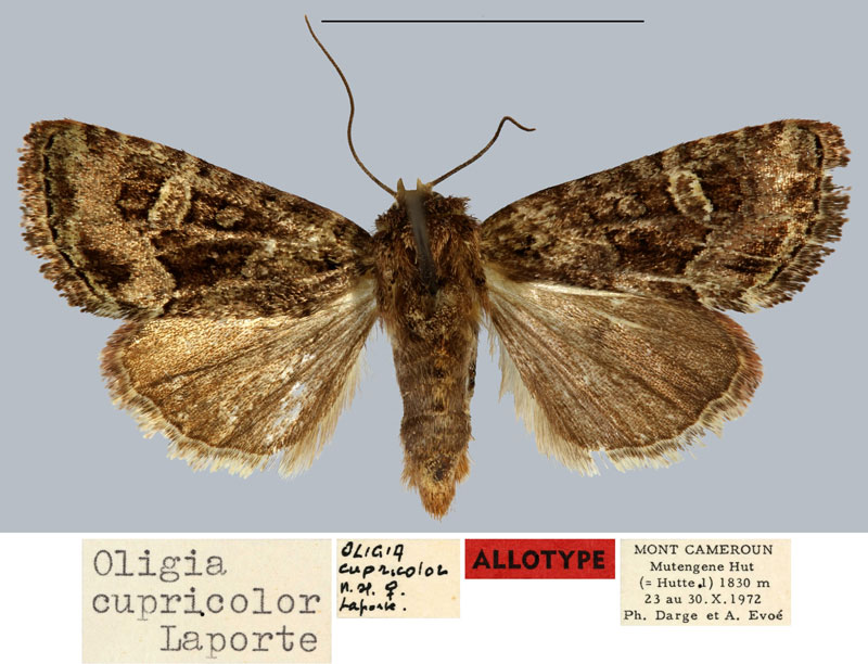 /filer/webapps/moths/media/images/C/cupricolor_Oligia_AT_MNHN.jpg