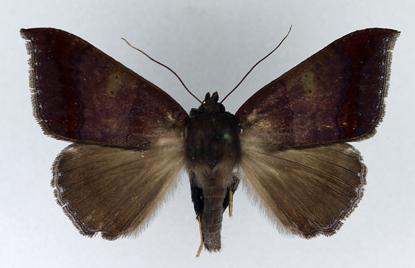 /filer/webapps/moths/media/images/C/cuprizonea_Achaea_AM_Legrain.jpg