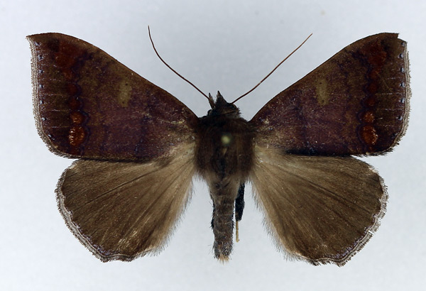 /filer/webapps/moths/media/images/C/cuprizonea_Achaea_AM_Legrain_02.jpg