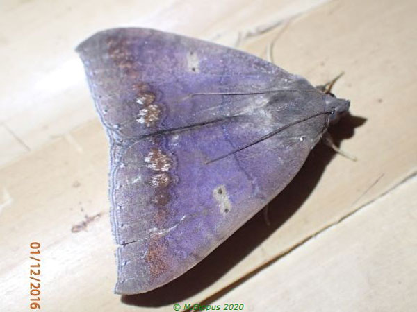 /filer/webapps/moths/media/images/C/cuprizonea_Achaea_A_Bippus.jpg