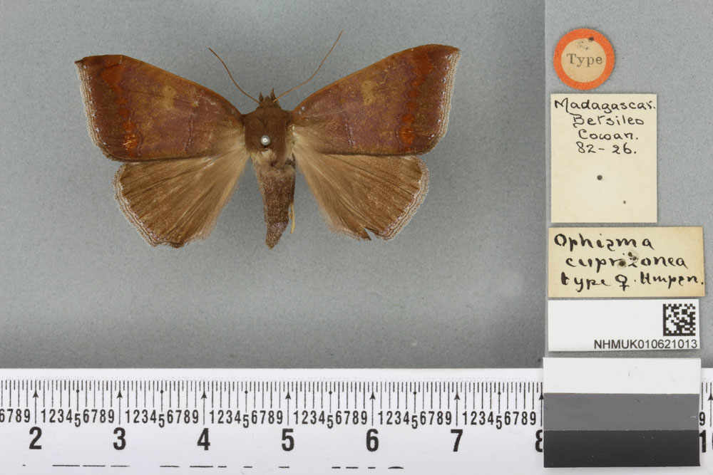 /filer/webapps/moths/media/images/C/cuprizonea_Ophisma_HT_BMNHa.jpg