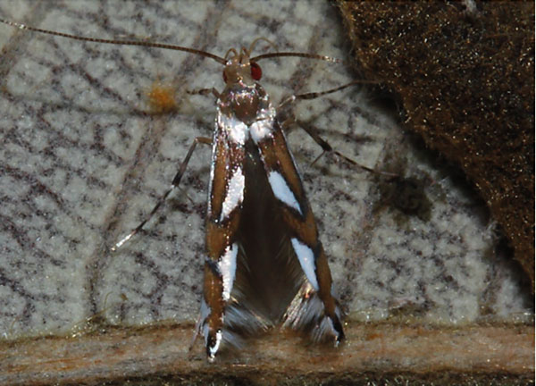 /filer/webapps/moths/media/images/C/curatellifoliae_Leucocercops_A_Triberti-2024_34.jpg