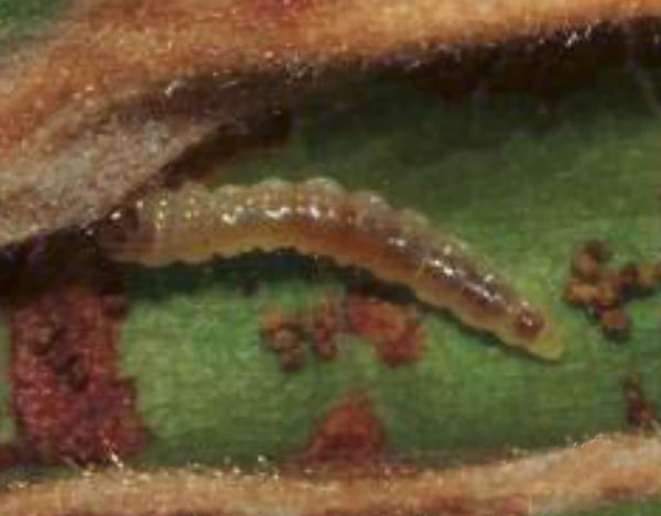 /filer/webapps/moths/media/images/C/curatellifoliae_Leucocercops_larva_Triberti-2024_47.jpg