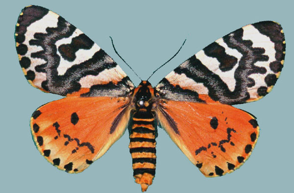 /filer/webapps/moths/media/images/C/curlei_Callioratis_AF_Staude.jpg