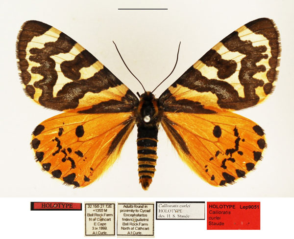 /filer/webapps/moths/media/images/C/curlei_Callioratis_HT_TMSA.jpg